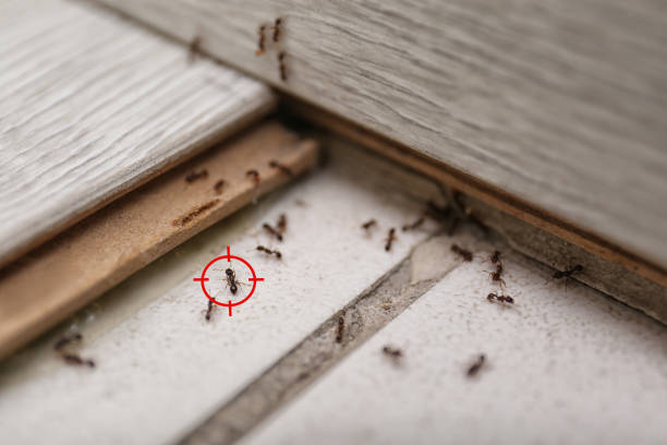 Best Termite Inspection and Treatment  in Oakdale, LA